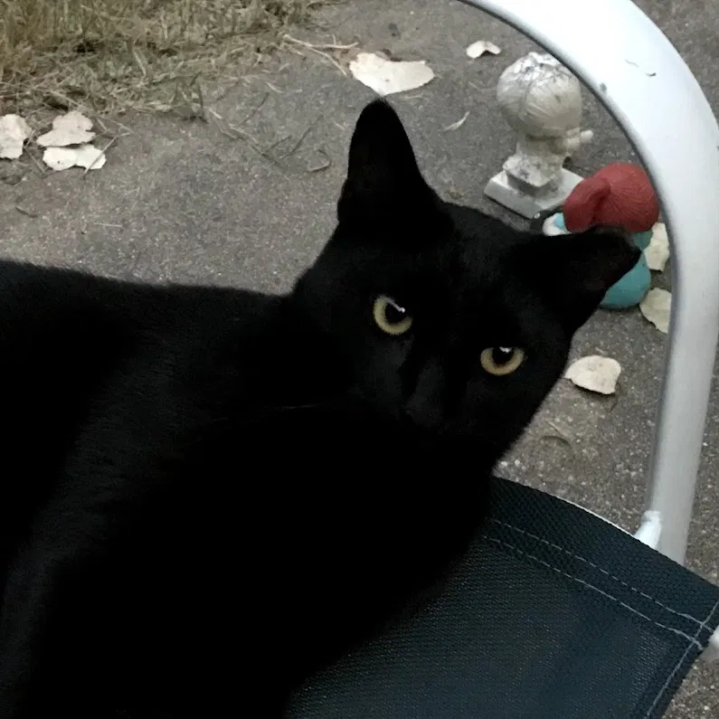 Lost cat in Austin, TX, 78745