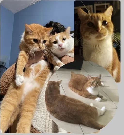 Lost cat in Miami, FL, 33157