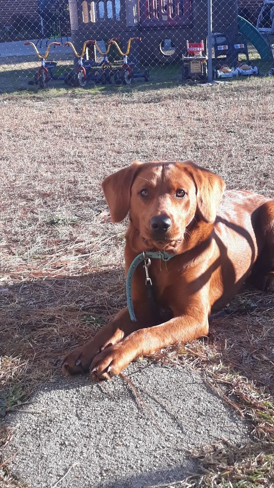Lost dog in Fayetteville, NC, 28306