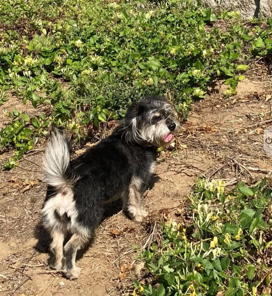 Lost dog in Northridge, CA, 91325