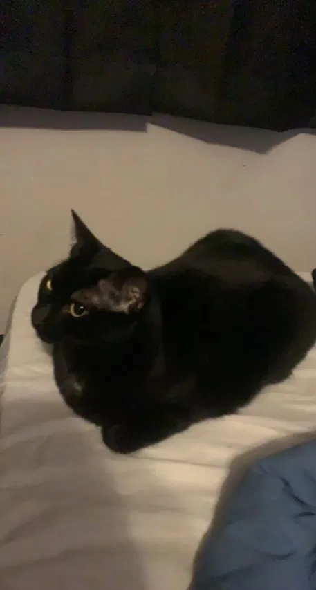 Lost cat in New Port Richey, FL, 34652