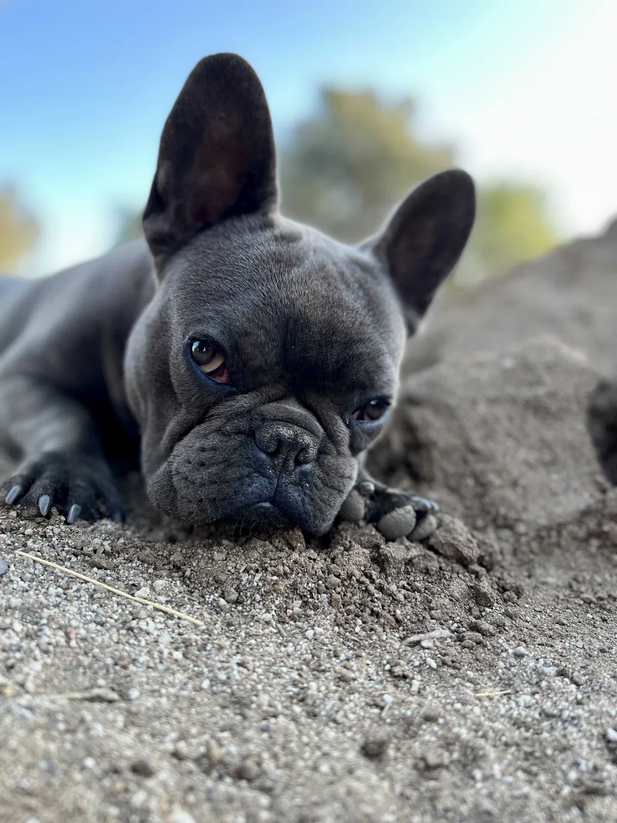Lost dog in Nuevo, CA, 92567