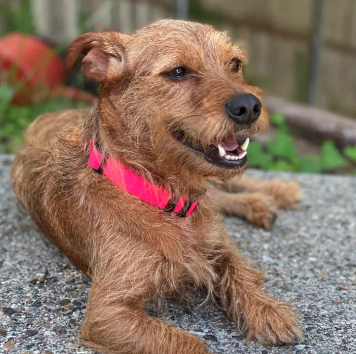Lost dog in Oklahoma City, OK, 73127
