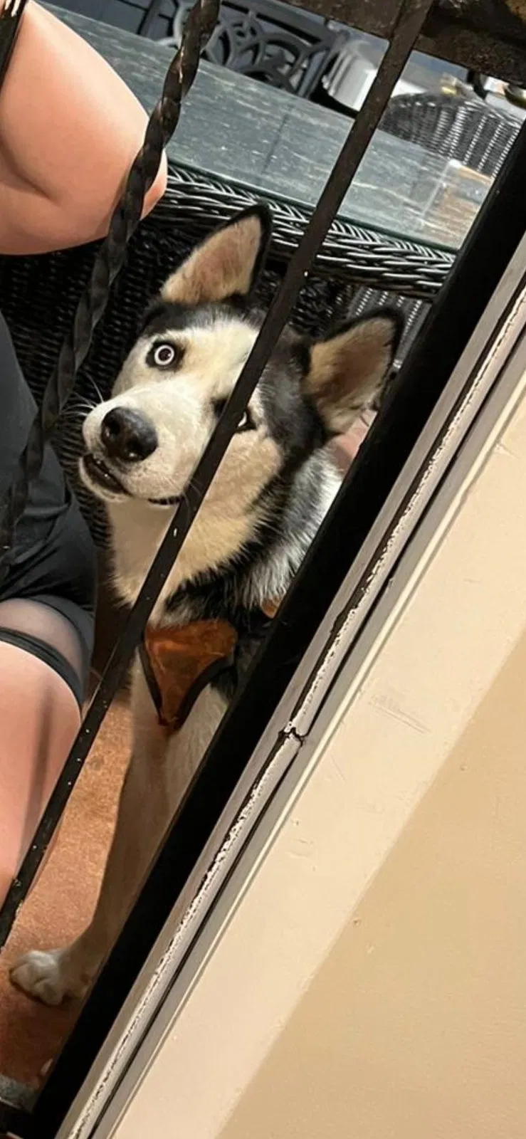Lost dog in Hialeah, FL, 33012
