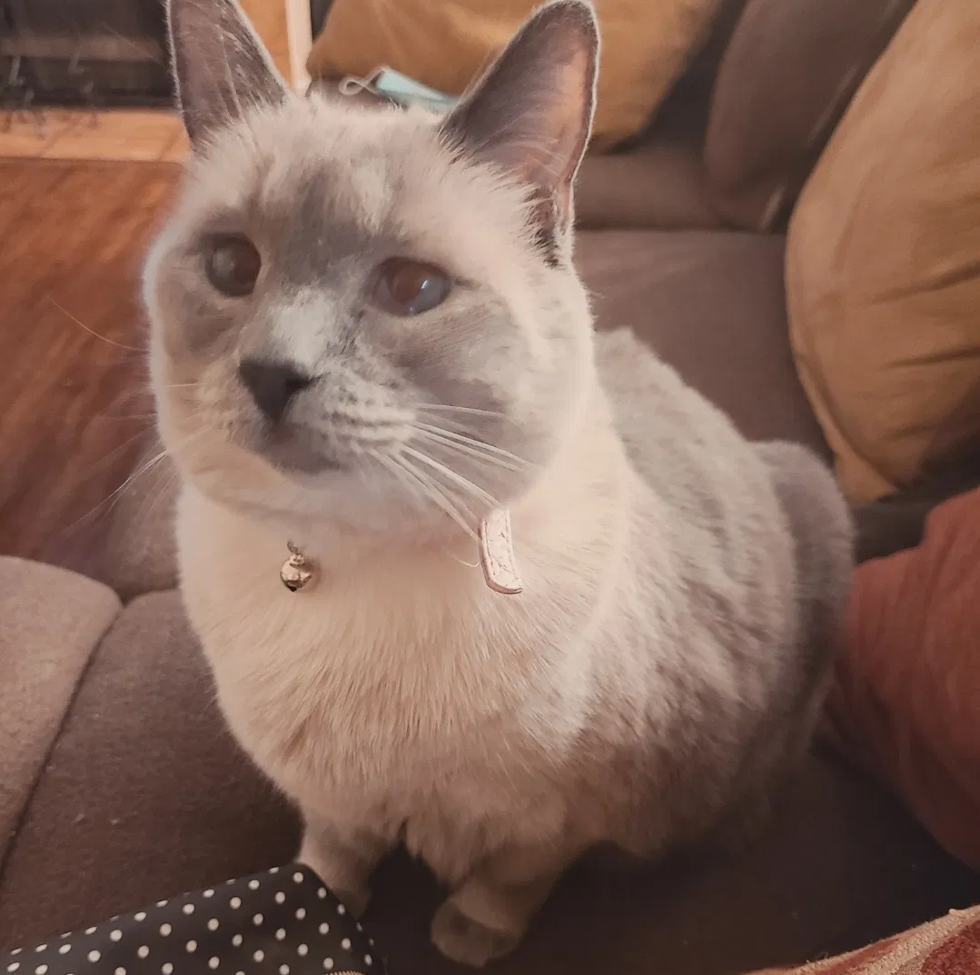 Lost cat in Rancho Cucamonga, CA, 91701
