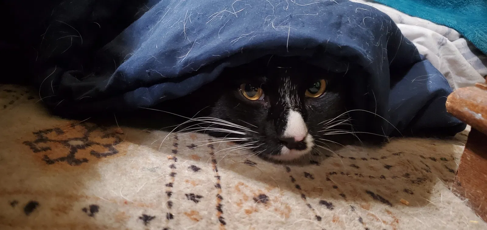 Lost cat in Las Vegas, NV, 89148