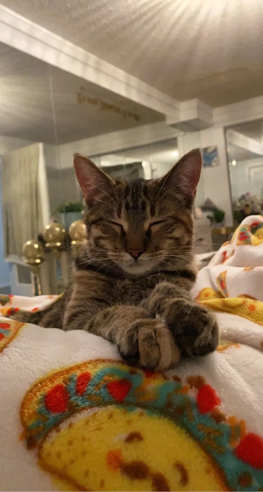 Lost cat in Greeley, CO, 80634
