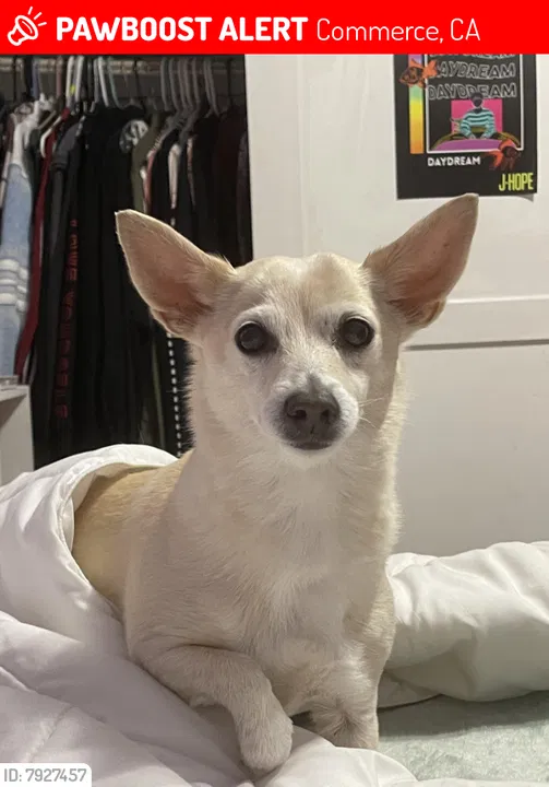 Lost dog in Los Angeles, CA, 90022