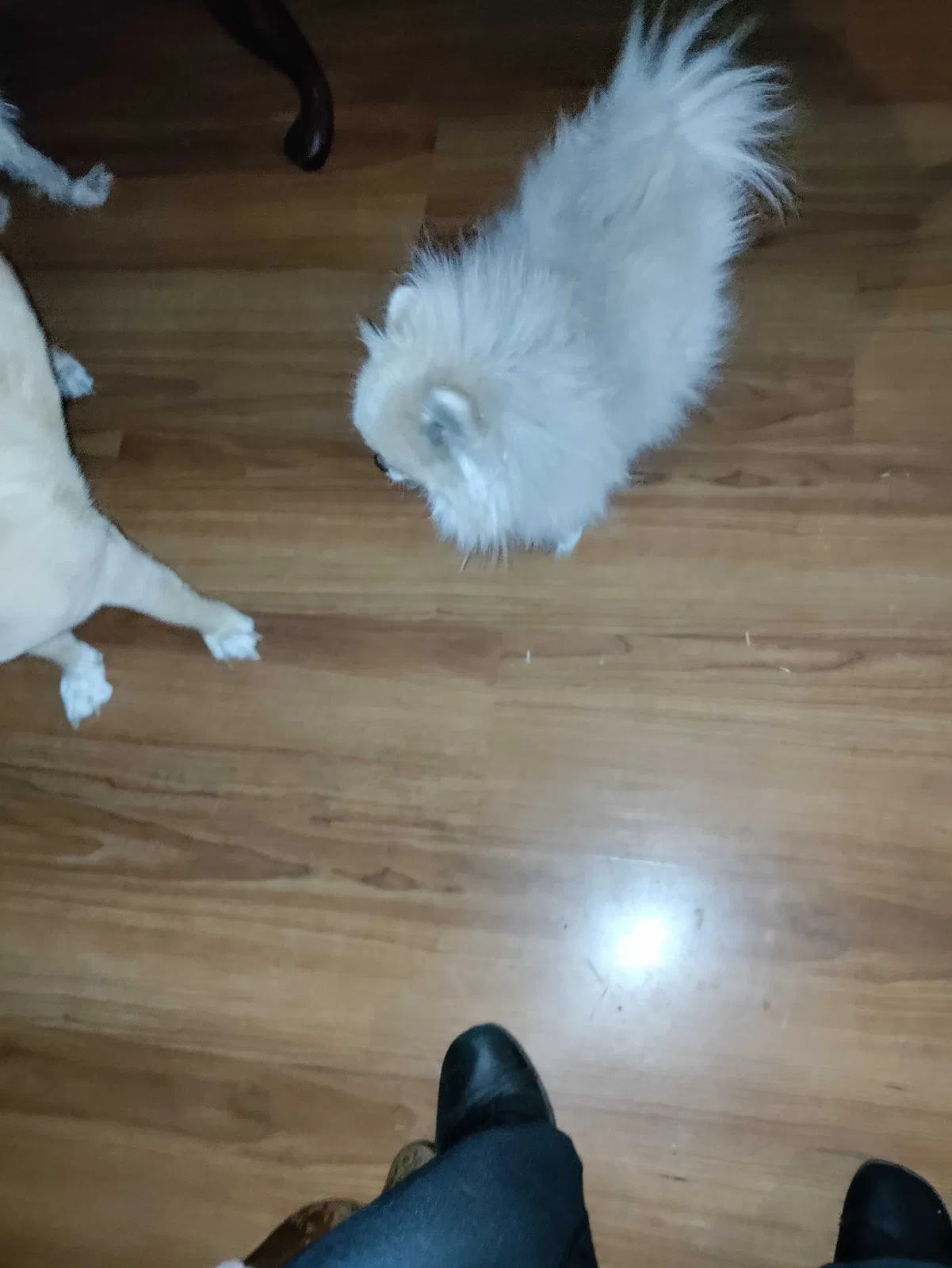 Lost dog in Phoenix, AZ, 85022