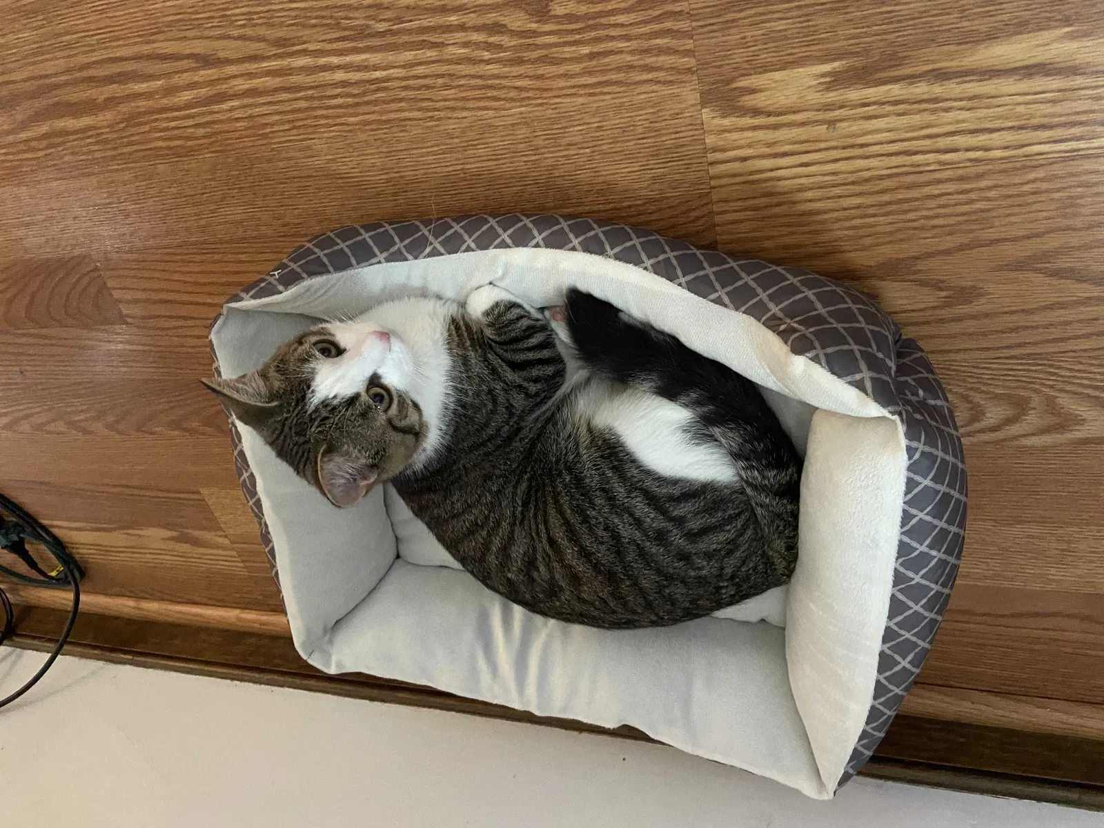 Lost cat in Mechanicsville, VA, 23111