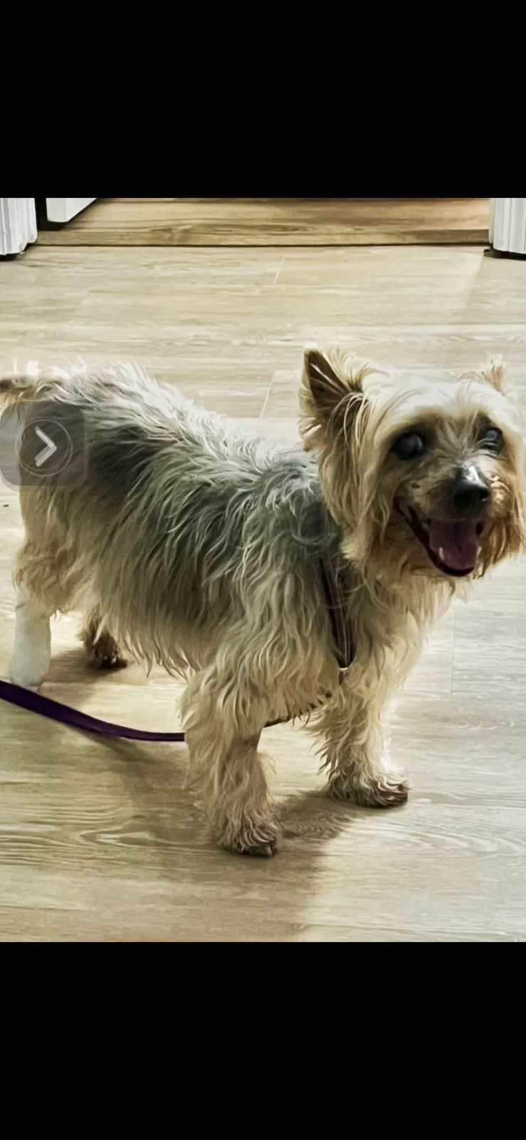 Lost dog in Atlanta, GA, 30349