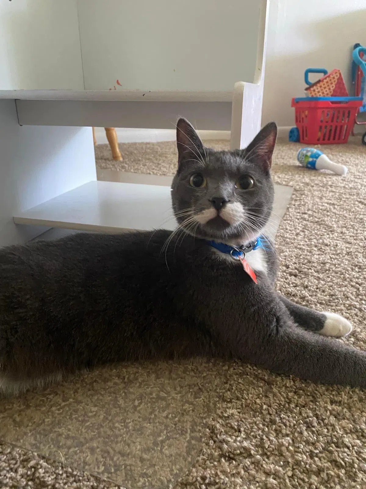Lost cat in Ocala, FL, 34470
