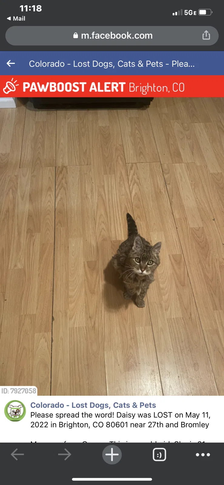 Lost cat in Brighton, CO, 80601