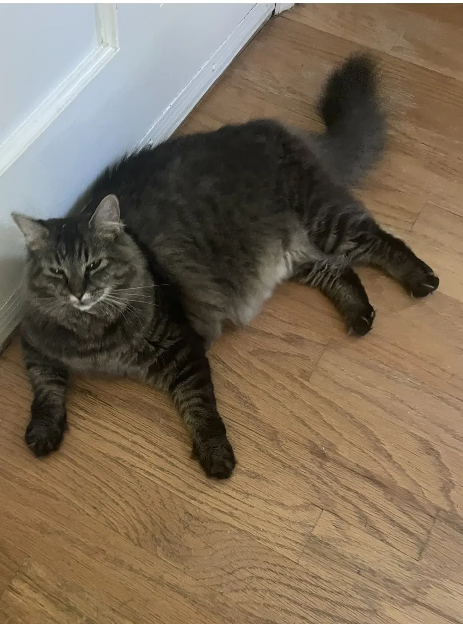 Lost cat in Charlotte, NC, 28226