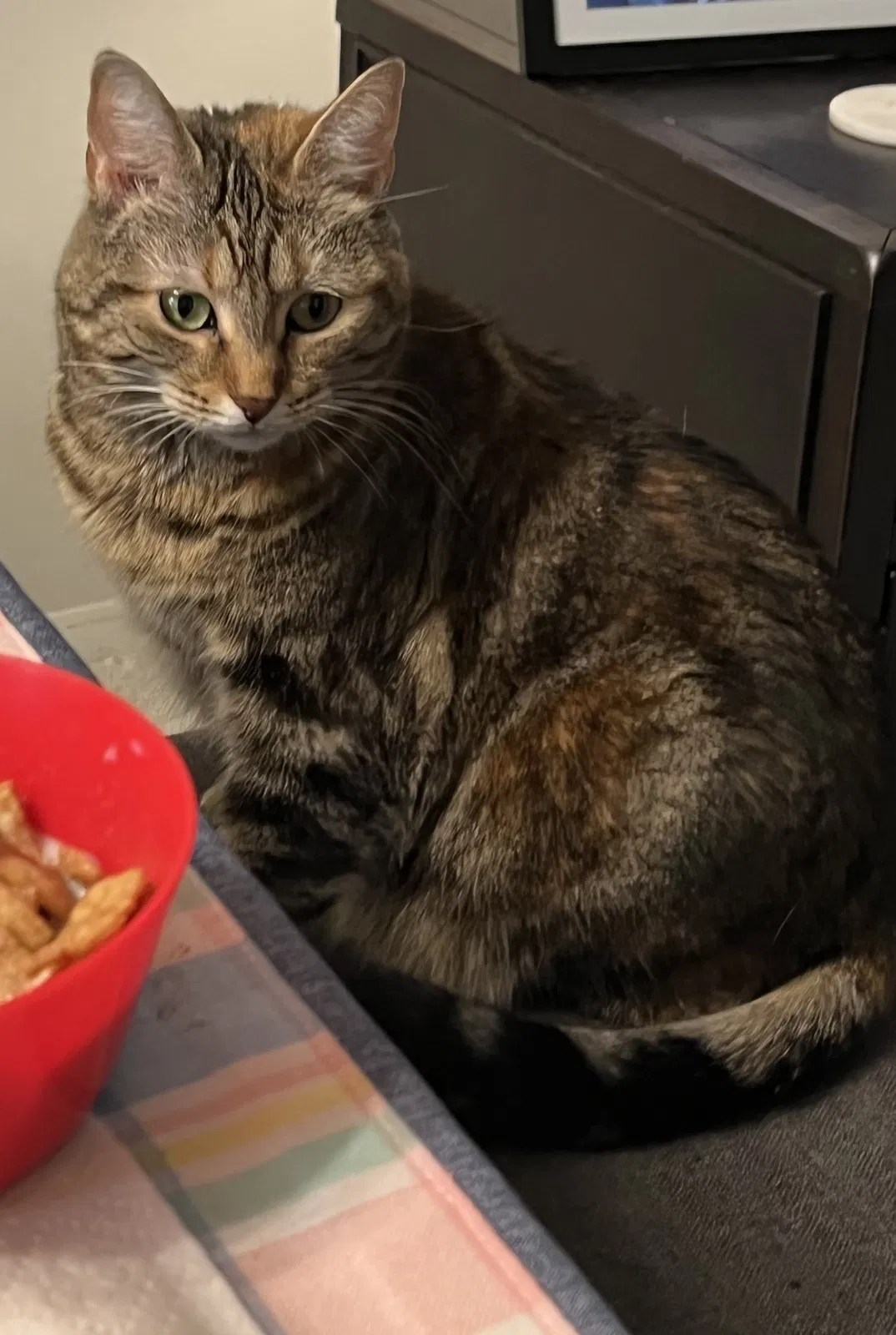 Lost cat in Horsham, PA, 19044
