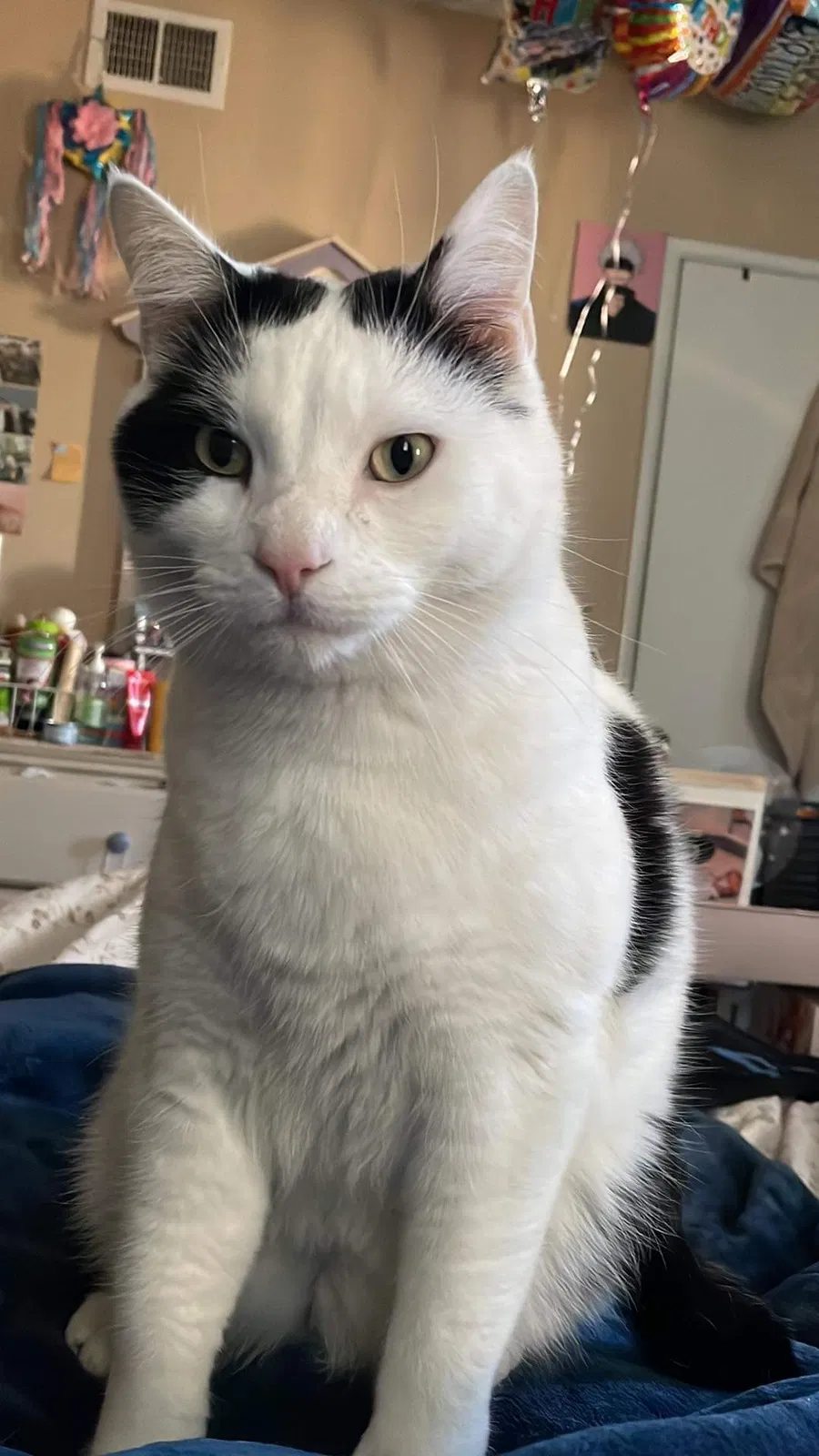 Lost cat in Bloomington, CA, 92316