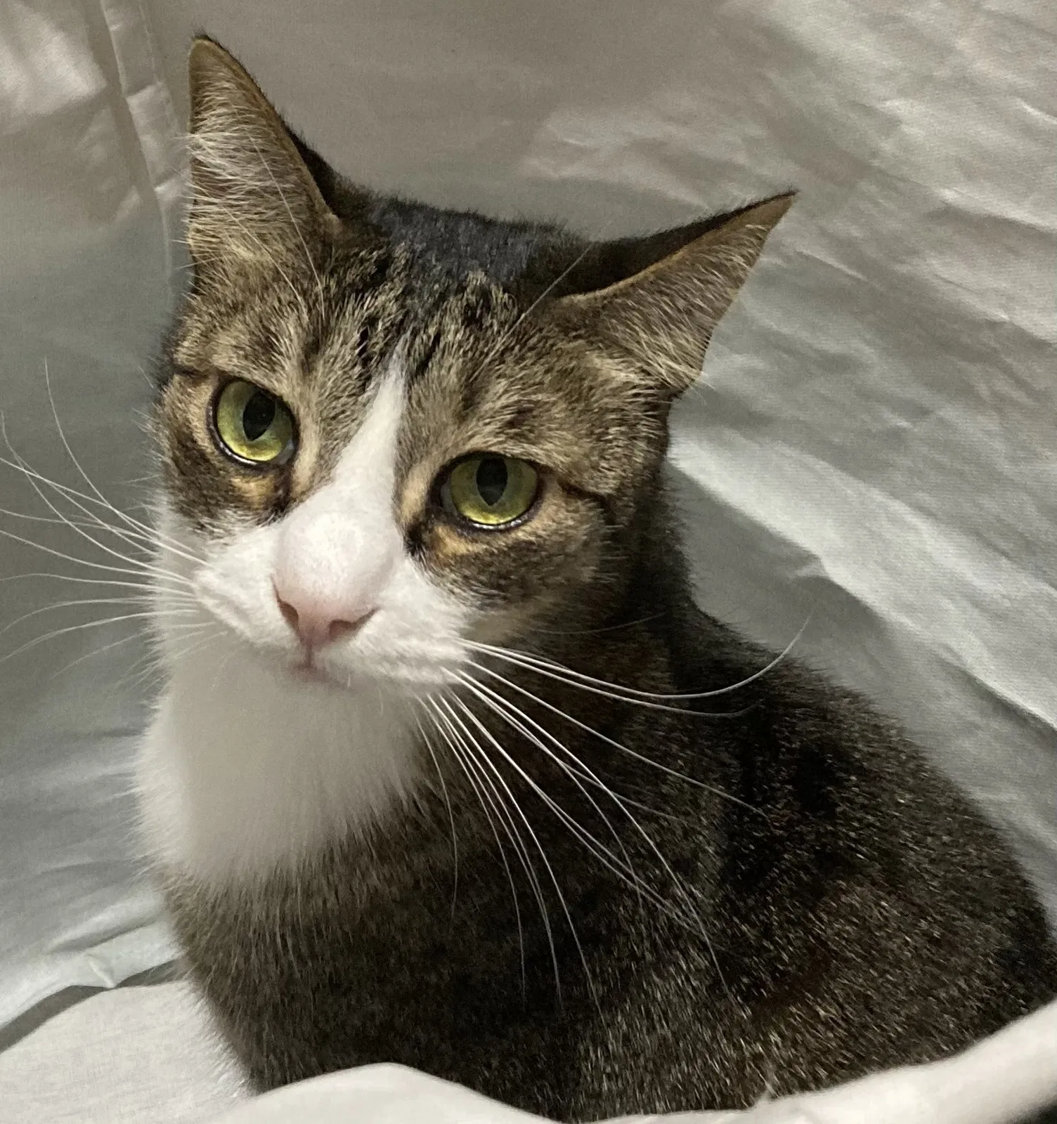 Lost cat in Highlands, TX, 77562