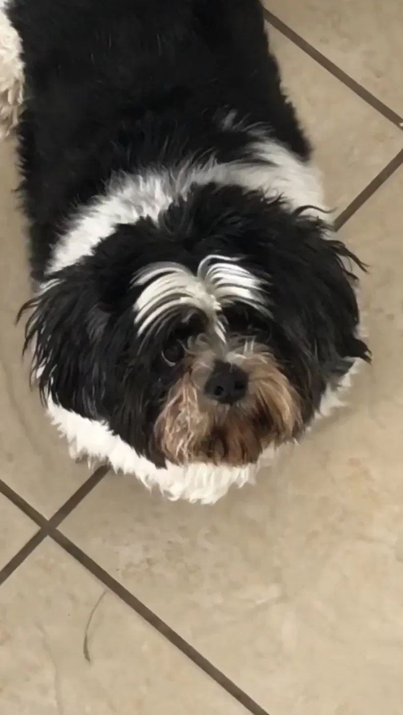 Lost dog in Salt Lake City, UT, 84116