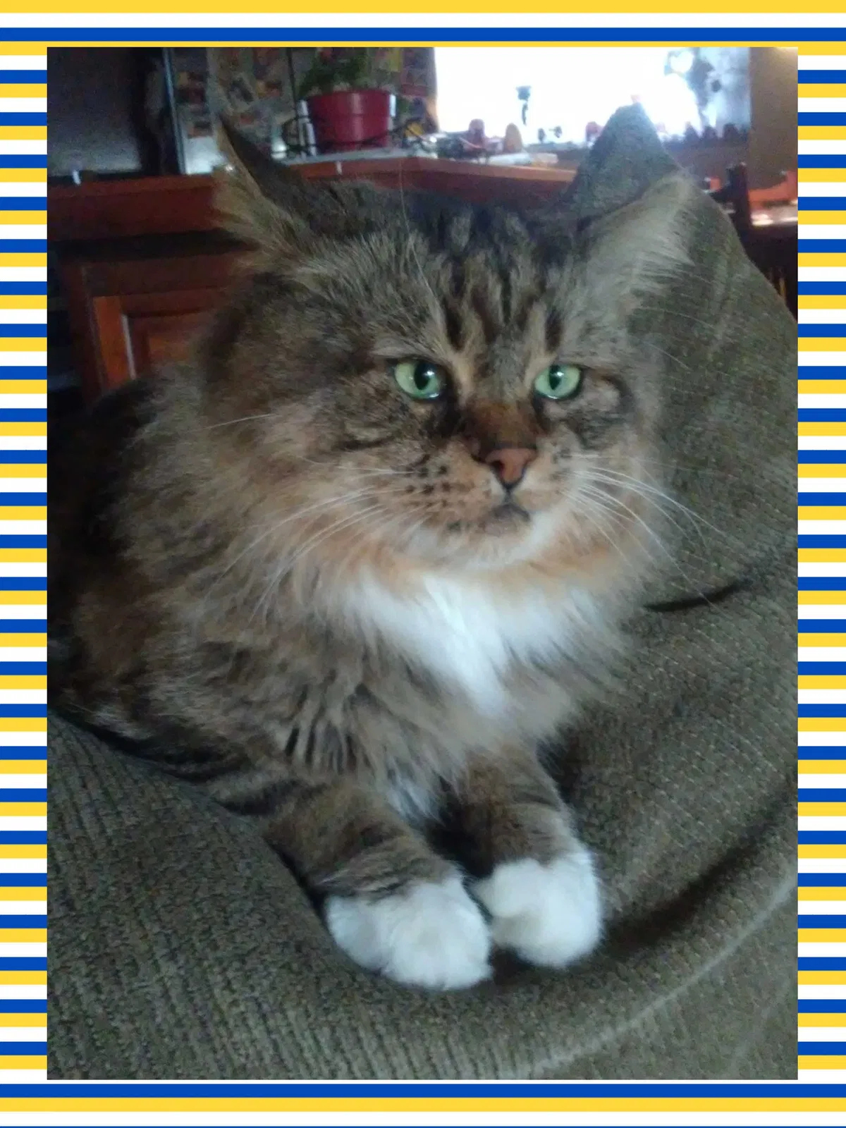 Lost cat in Newport, WA, 99156