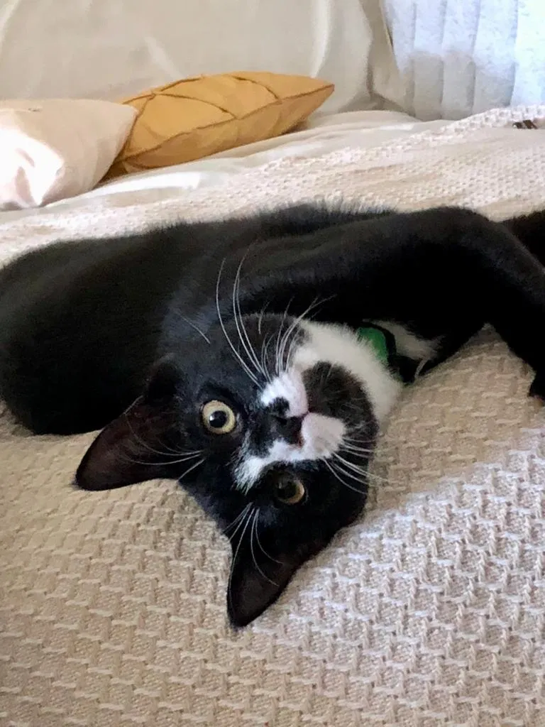 Lost cat in Rockville, MD, 20851