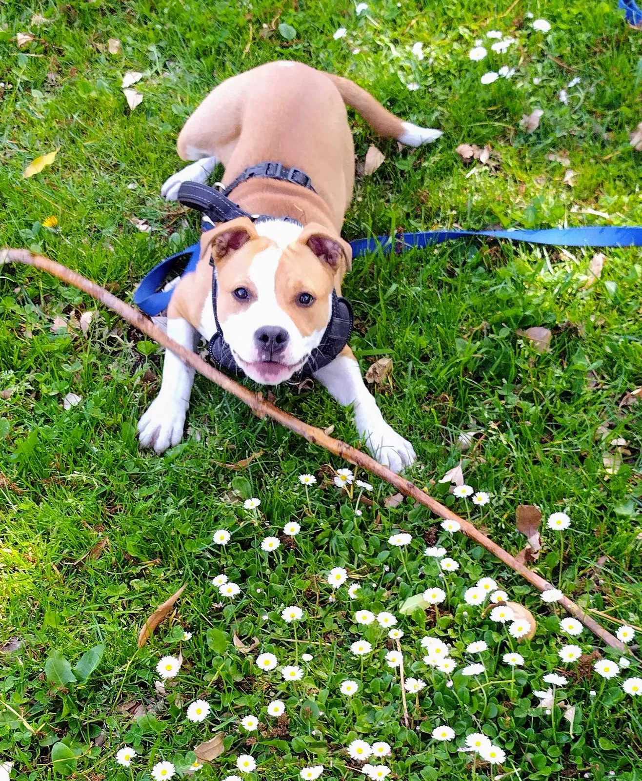 Lost dog in Lodi, CA, 95240