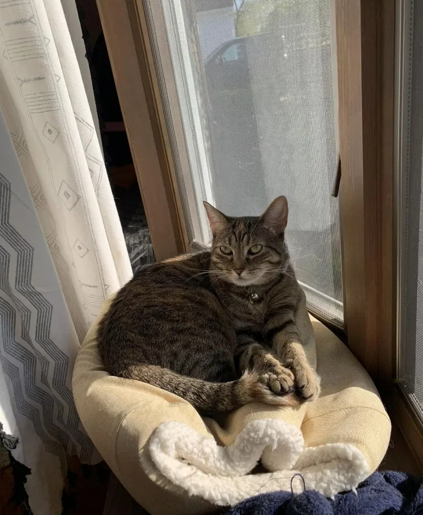Lost cat in Lockport, NY, 14094