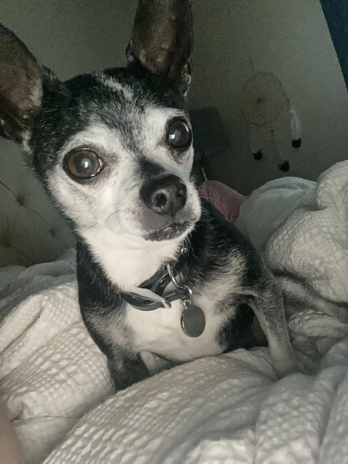 Lost dog in Temple, TX, 76501