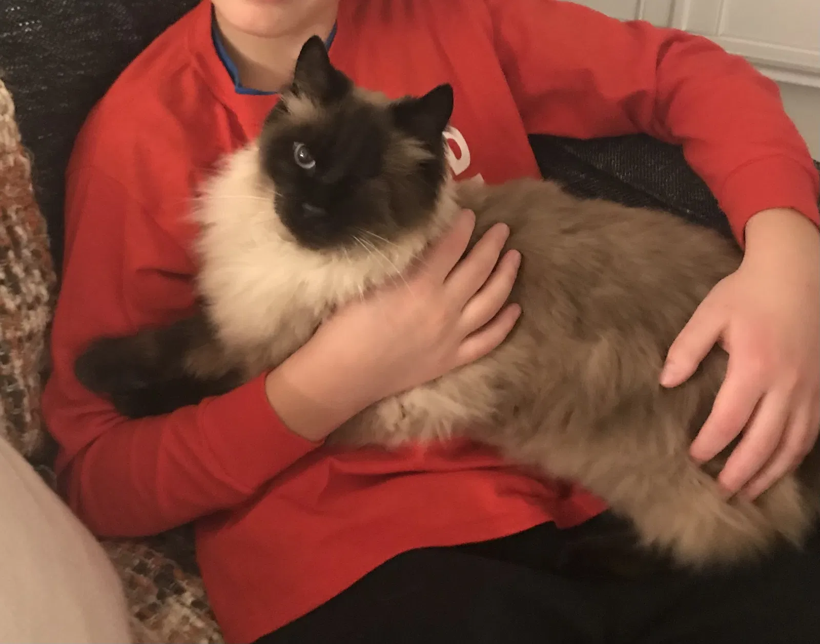 Lost cat in Midlothian, VA, 23112