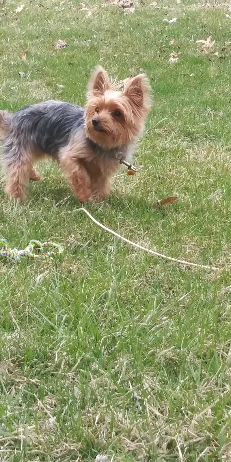 Lost dog in Loves Park, IL, 61111