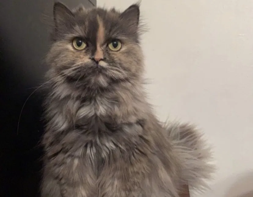 Lost cat in New Port Richey, FL, 34653