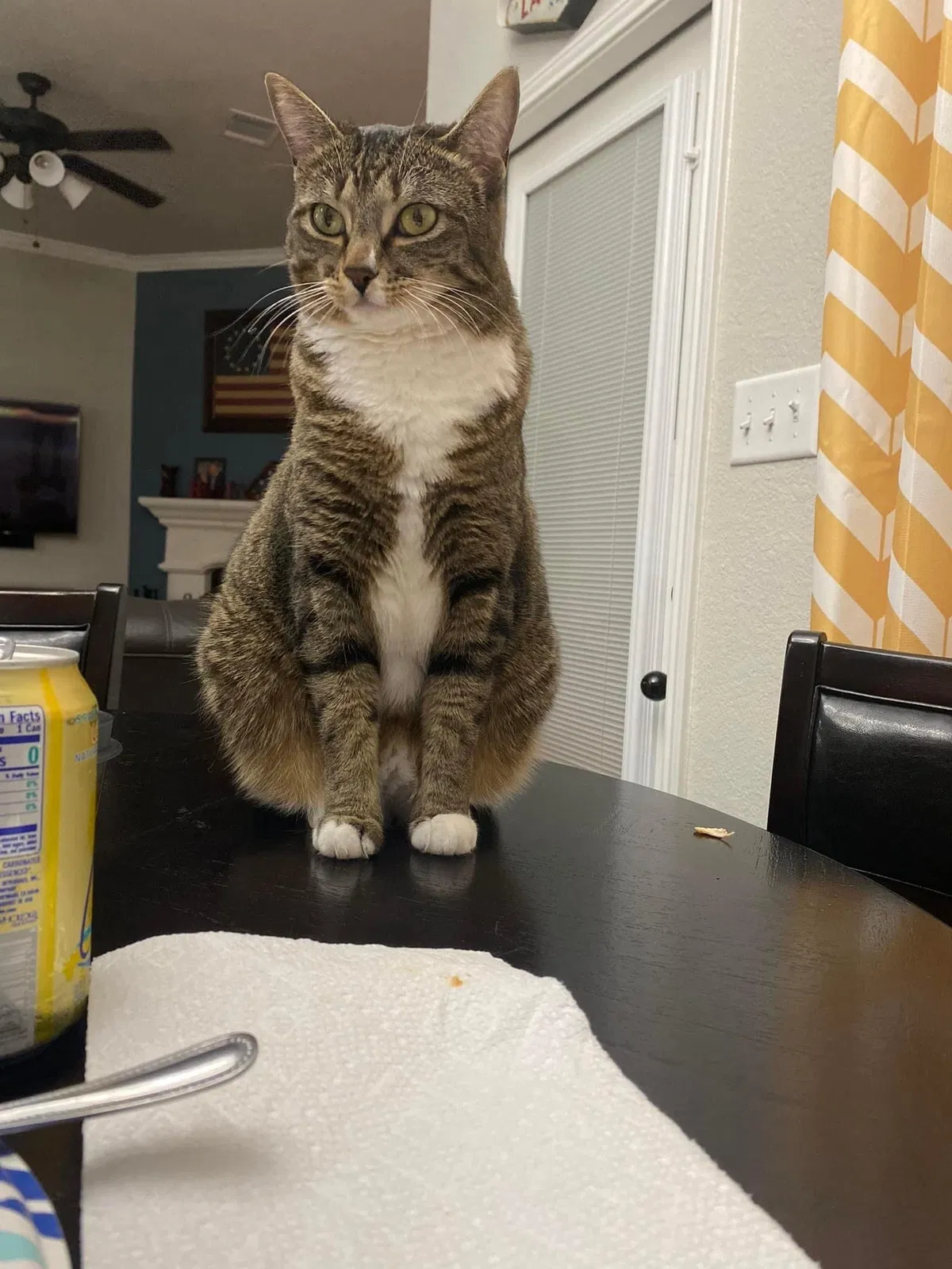 Lost cat in Fort Worth, TX, 76179