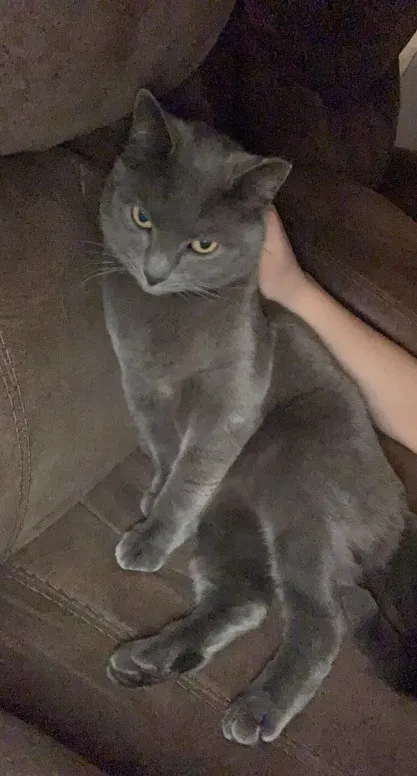 Lost cat in Phoenix, AZ, 85023