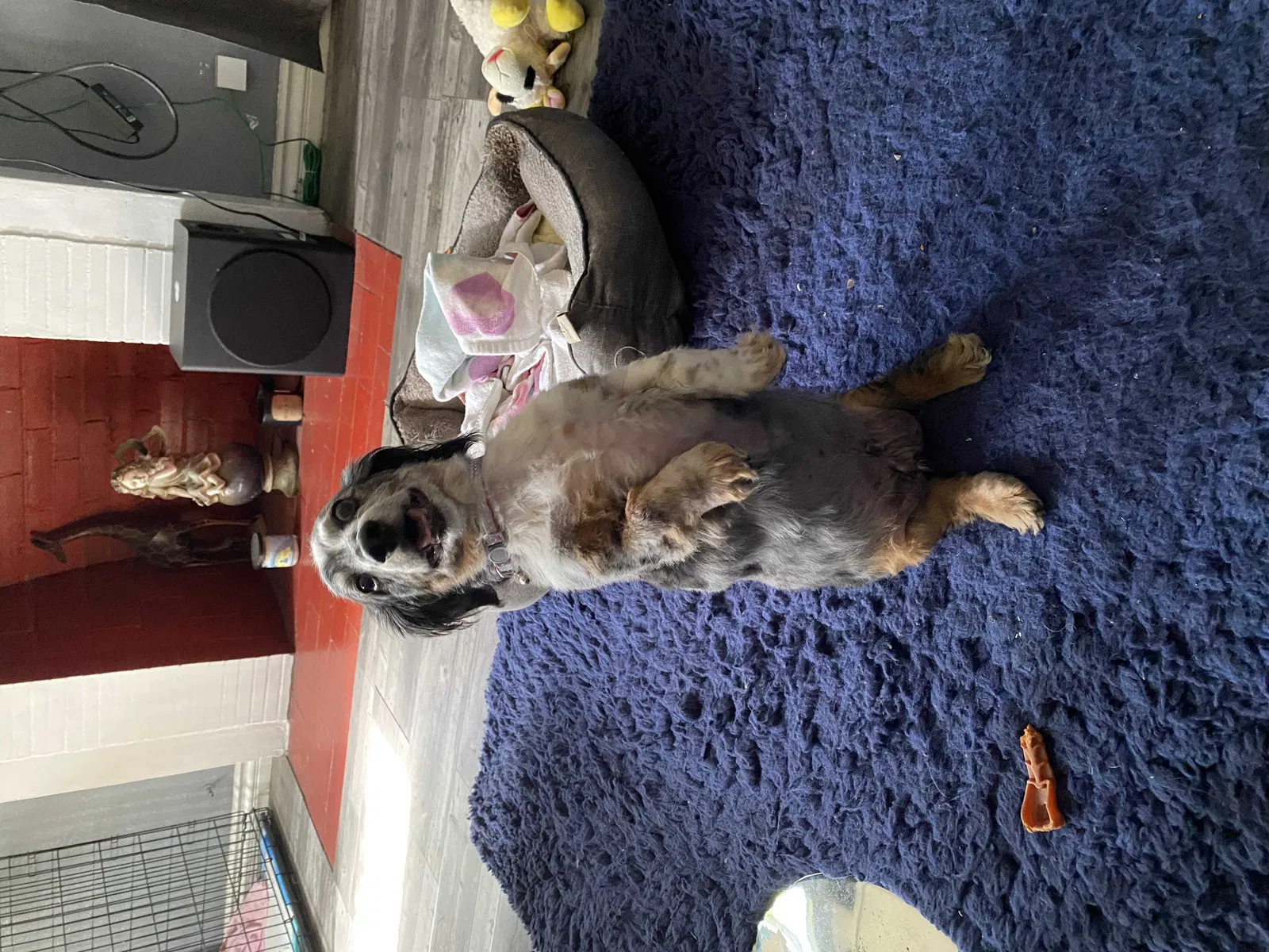 Lost dog in Lynwood, CA, 90262