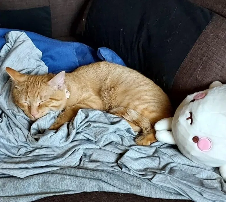 Lost cat in Denver, CO, 80205