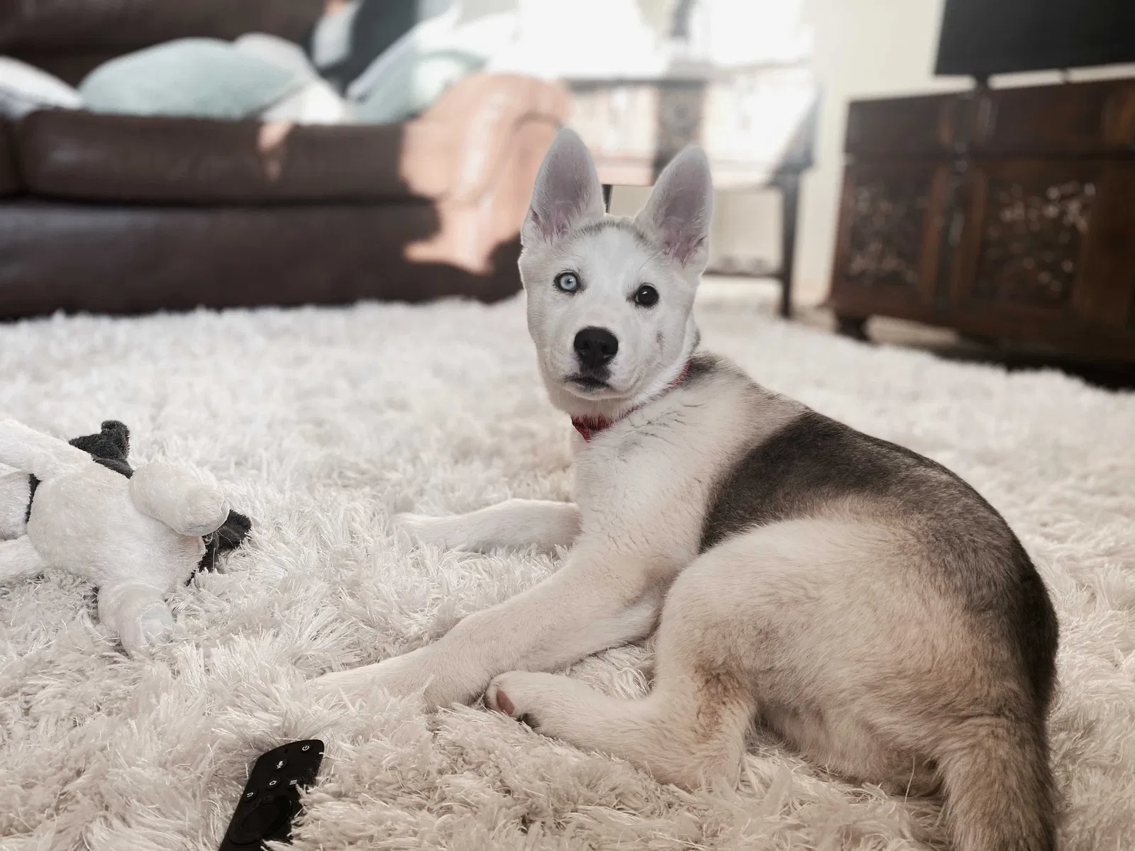Lost dog in Albuquerque, NM, 87121