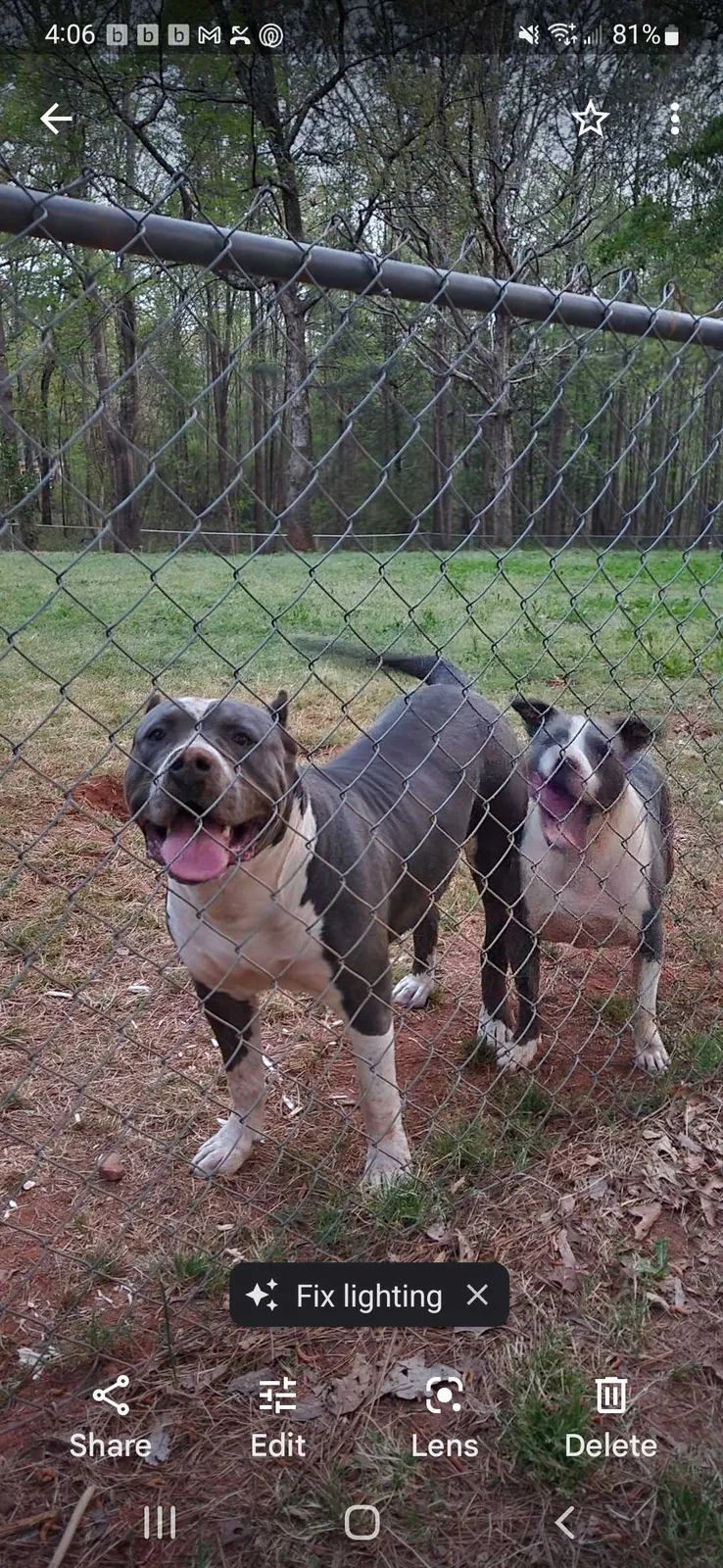 Lost dog in Commerce, GA, 30530