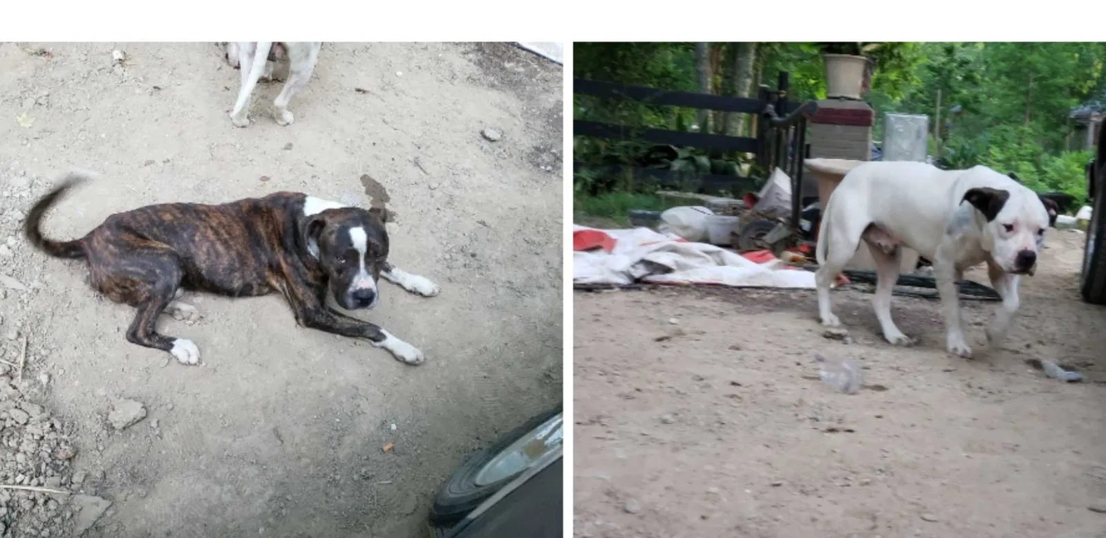 Found dog in Rayne, LA, 70578