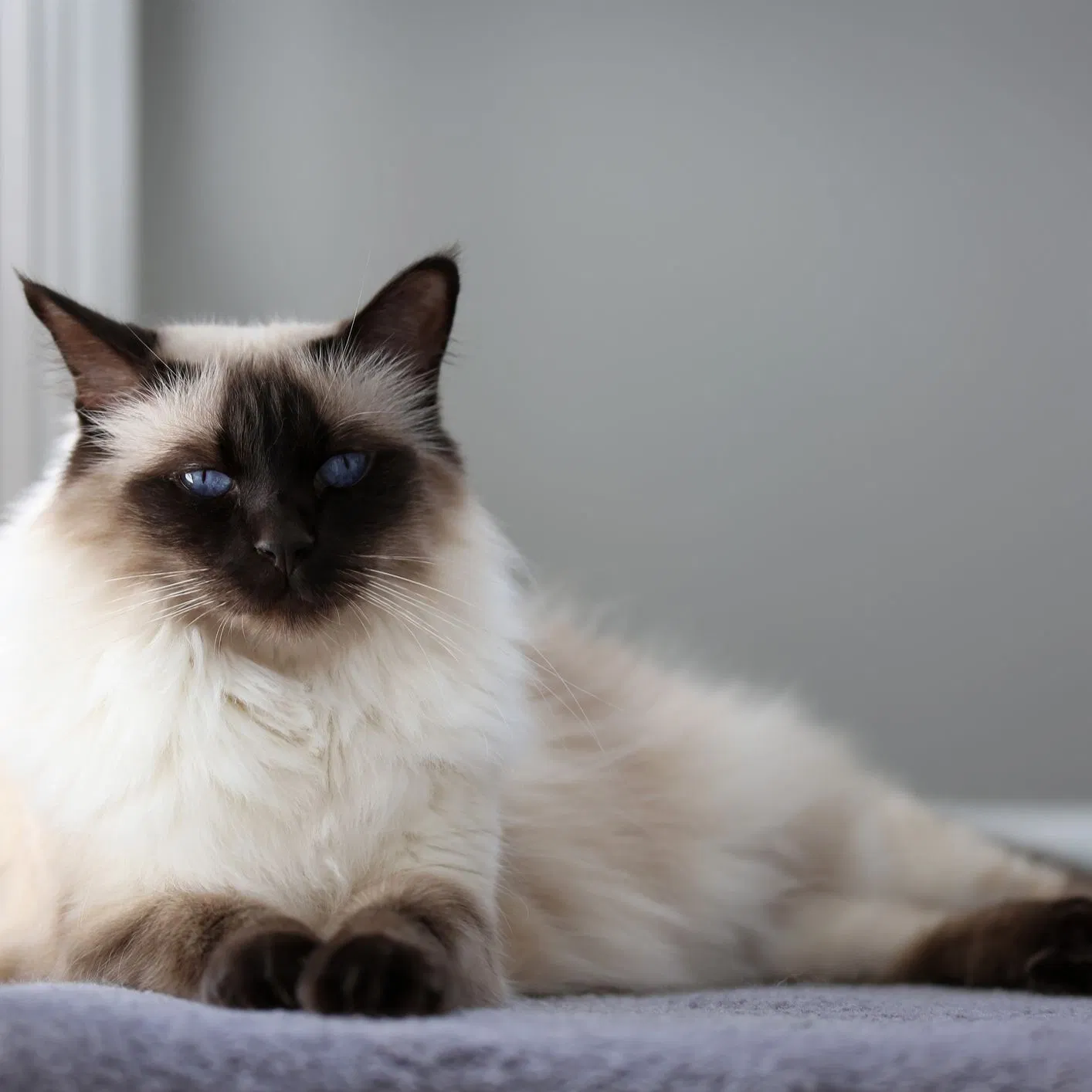 Lost cat in Howell, MI, 48843