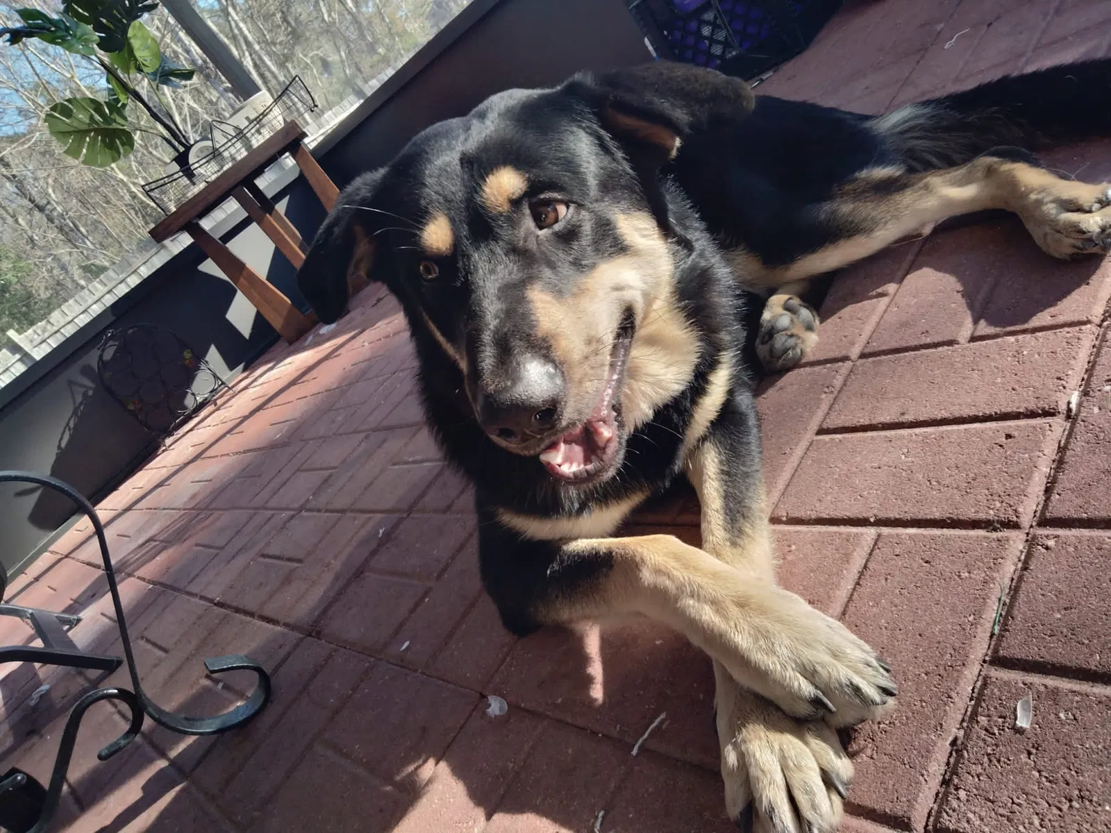 Lost dog in Jacksonville, FL, 32258