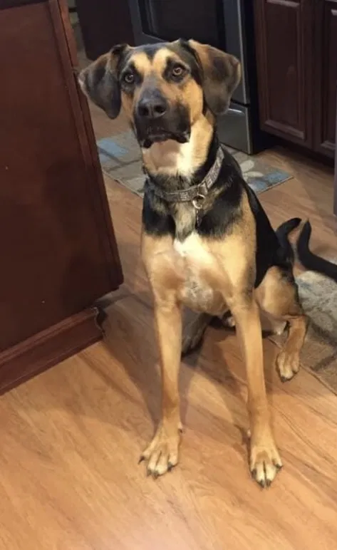 Lost dog in Toccoa, GA, 30577
