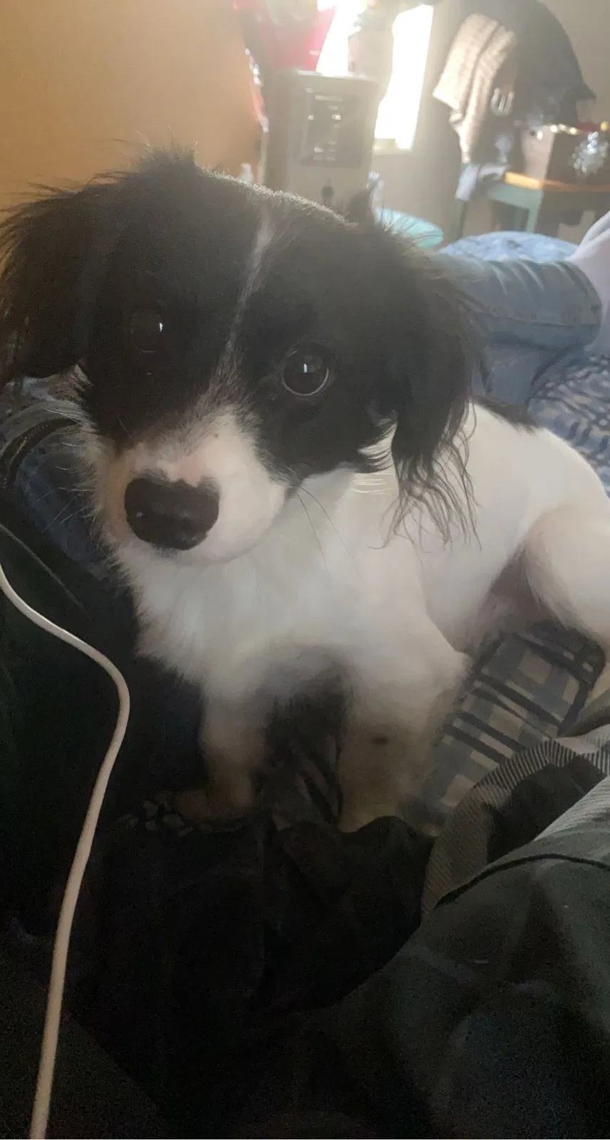 Lost dog in Elgin, TX, 78621