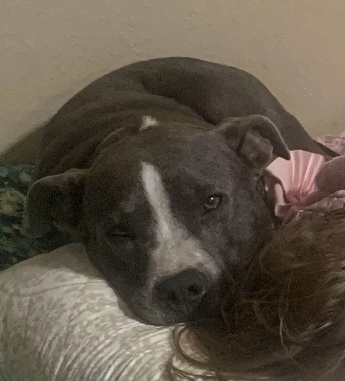 Lost dog in Lakeland, FL, 33810