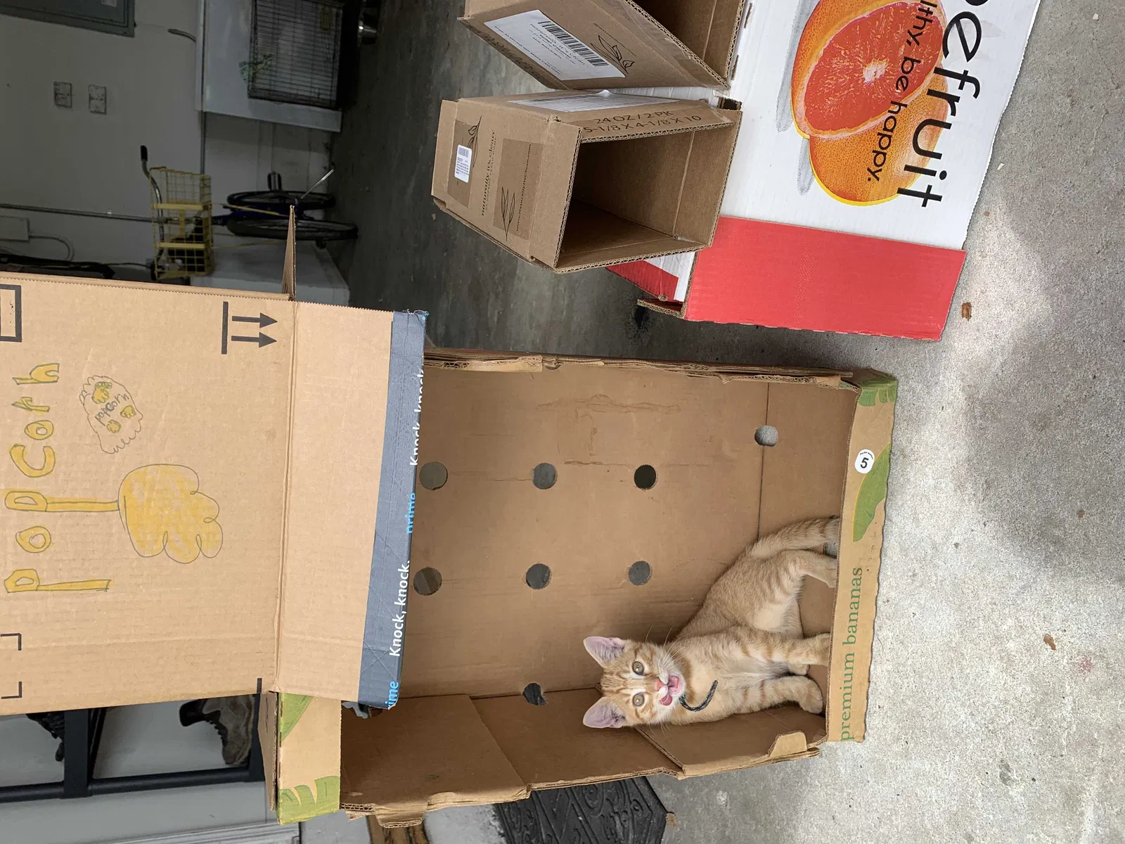 Lost cat in Lakeland, FL, 33810