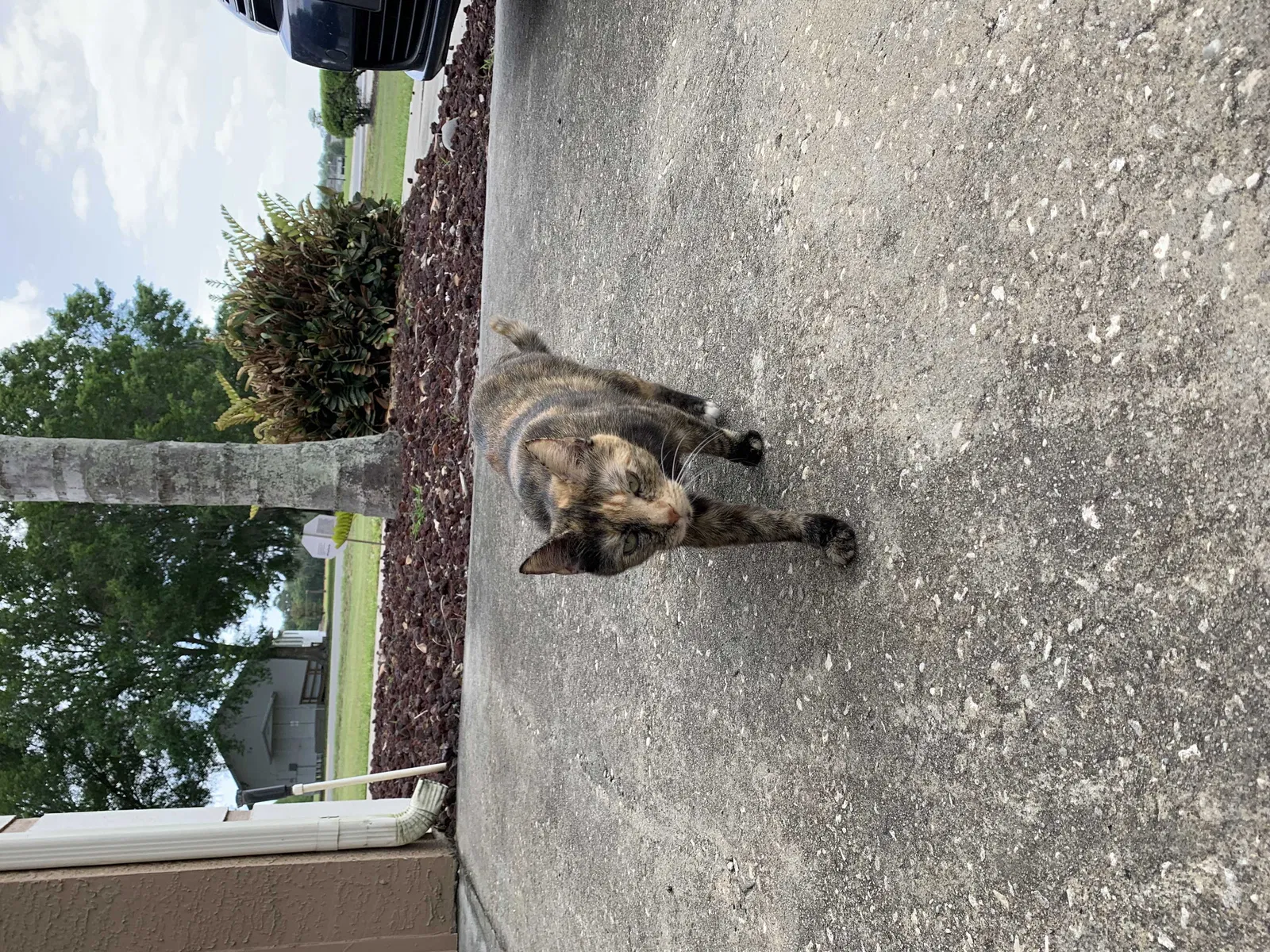 Lost cat in Lakeland, FL, 33810