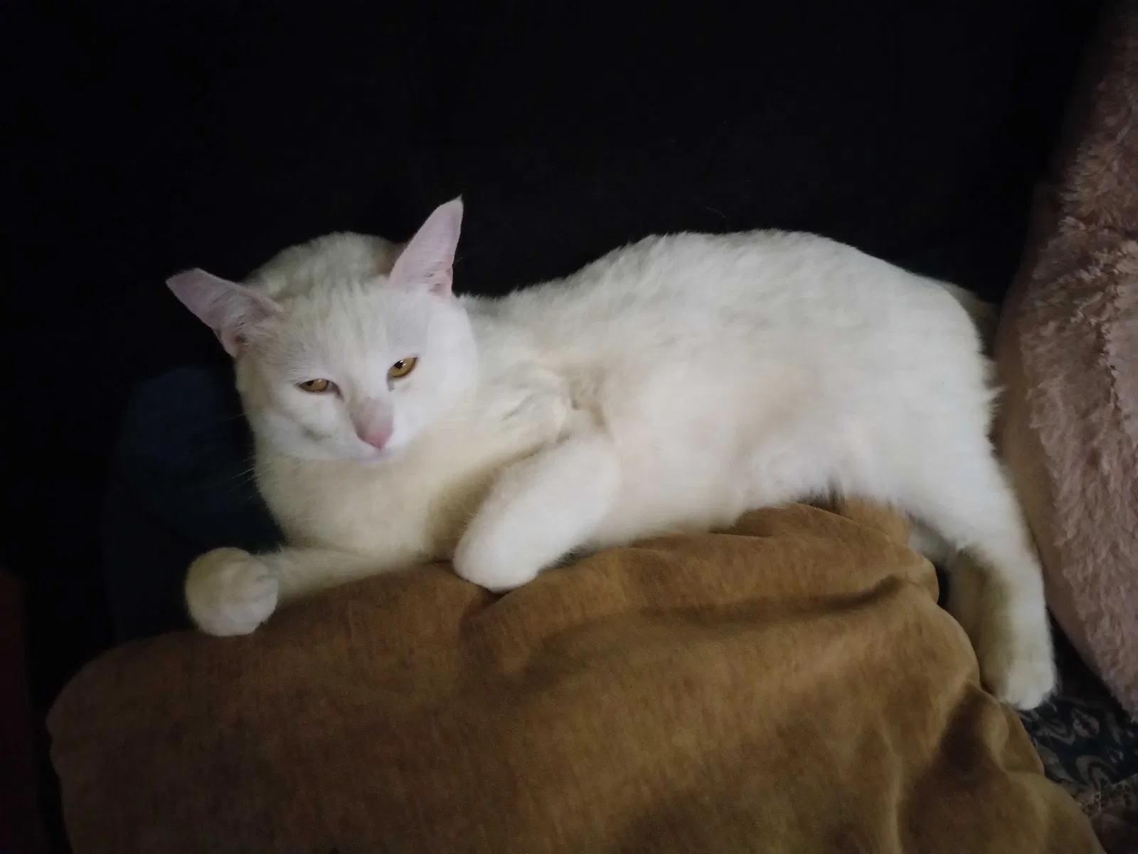 Lost cat in Delano, CA, 93215