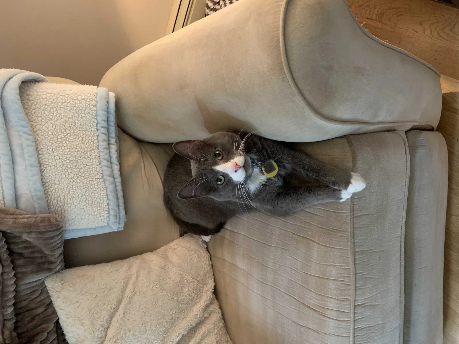 Lost cat in Kenosha, WI, 53144