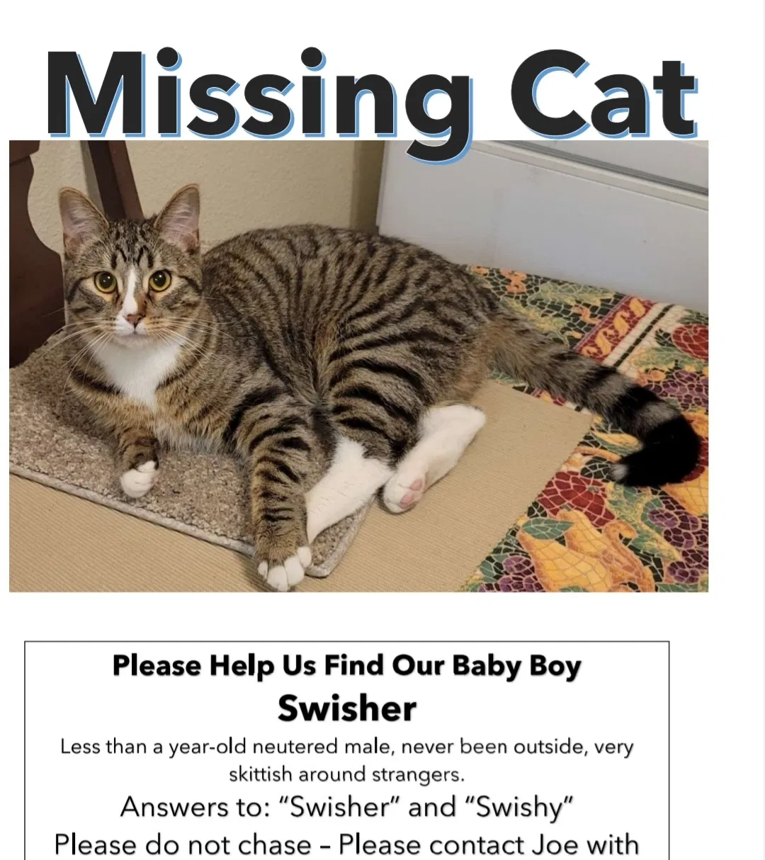Lost cat in Denver, CO, 80231