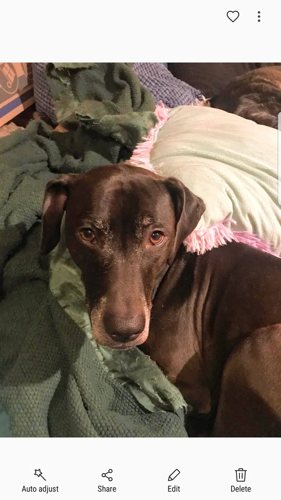 Lost dog in Brooklyn, MD, 21225