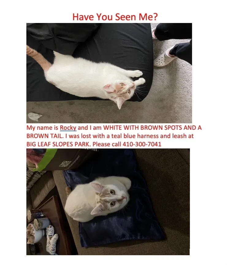 Lost cat in Statesville, NC, 28625