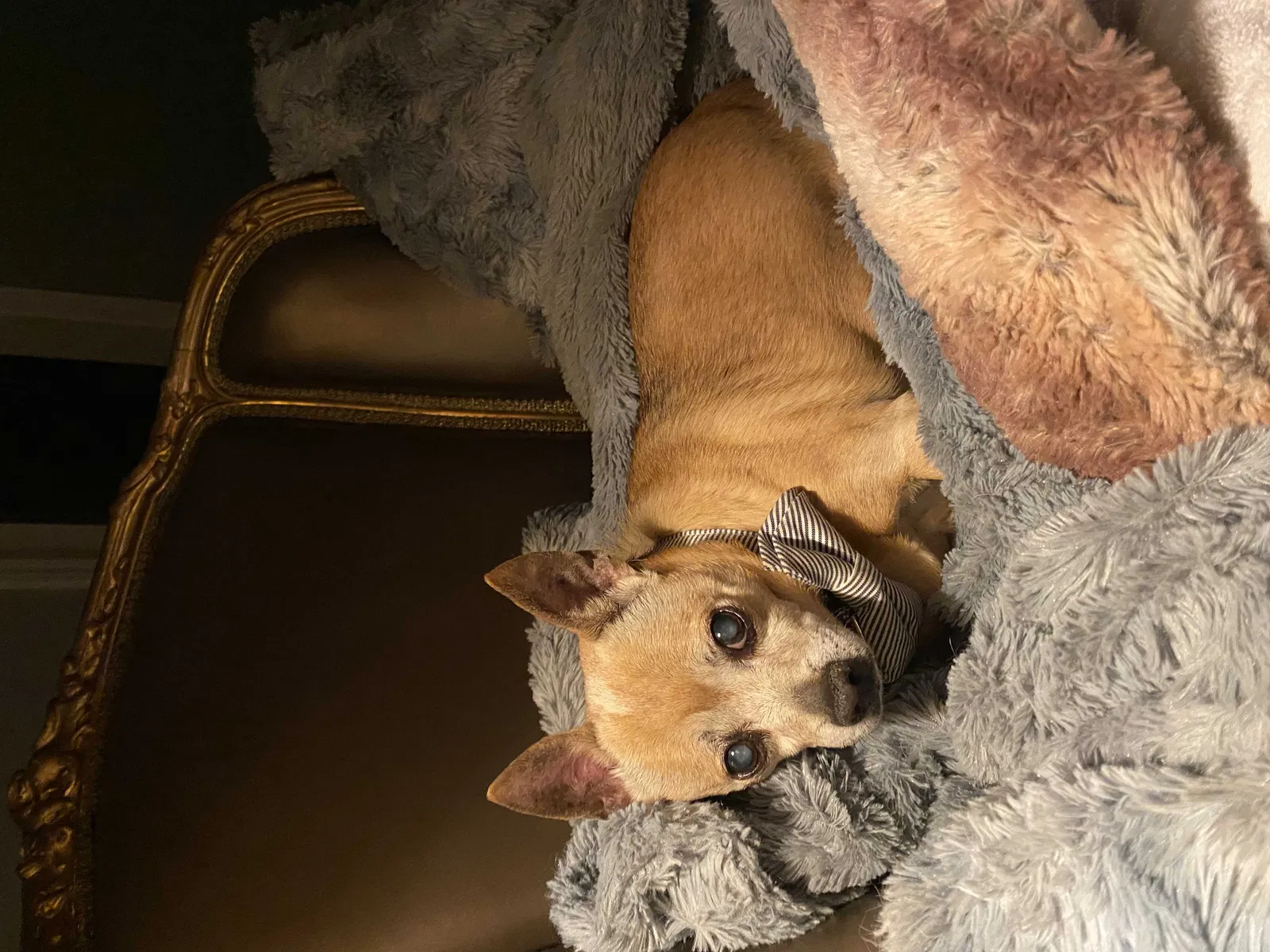 Lost dog in Seattle, WA, 98125